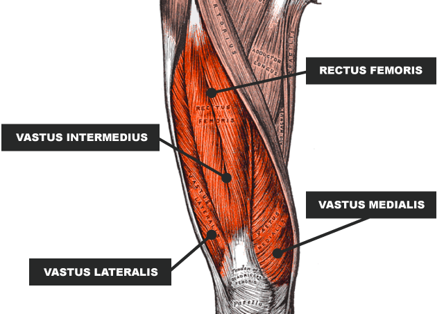 Image result for quadriceps