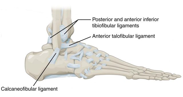 Sprained Ankle Anatomy