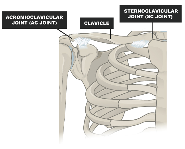 Broken Collarbone Recovery Anatomy